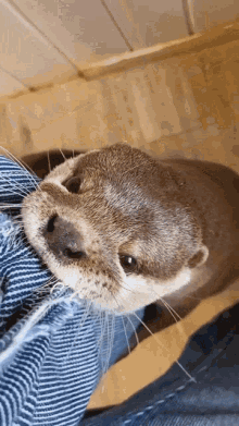 Otter Attack Otter Bite GIF - Otter Attack Otter Bite Otter Angry GIFs
