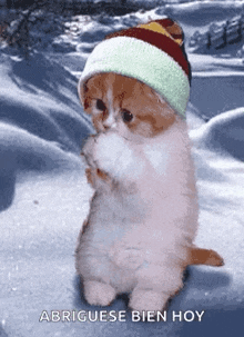 Winter Kitten GIF - Winter Kitten Snow GIFs