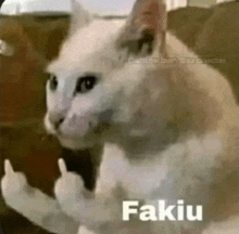 Fakiu Cat Fakiu GIF - Fakiu Cat Fakiu Cat Flip Off GIFs