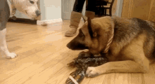 Dog Lobster GIF - Dog Lobster Protect GIFs