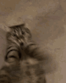 Swayzebegs Chonky GIF - Swayzebegs Chonky Cat GIFs