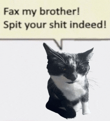 a cat sitting in front of a speech bubble that says fax my brother spit your shit indeed