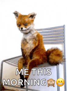 a stuffed fox is sitting on a chair with the words me this morning below it