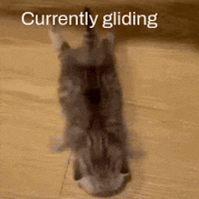 Gliding Smol GIF - Gliding Smol Cat GIFs