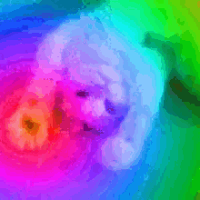 Cat Rainbow GIF - Cat Rainbow GIFs