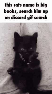 My Name Is Cat GIF - My Name Is Cat Search GIFs