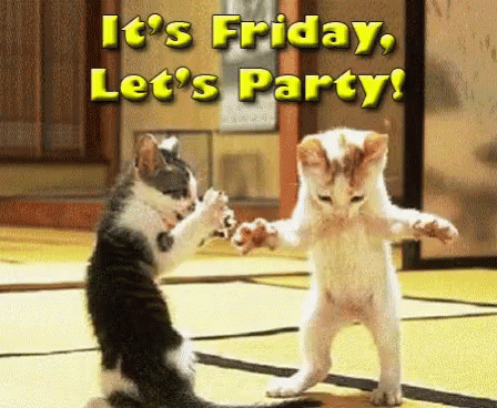 its friday cat pictures