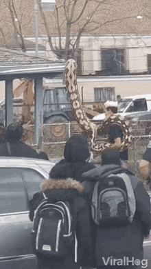 Giant Snake Pet Snake GIF - Giant Snake Pet Snake Scary Pets GIFs