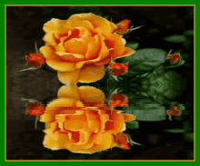 Trandafir GIF - Trandafir GIFs