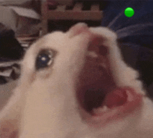 a white cat is yawning with its mouth open and a green ball in the background .