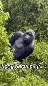 a gorilla is standing in the woods surrounded by trees .