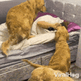 Dogs Trying To Wake Up A Girl Golden Retriever GIF - Dogs Trying To Wake Up A Girl Golden Retriever Viralhog GIFs