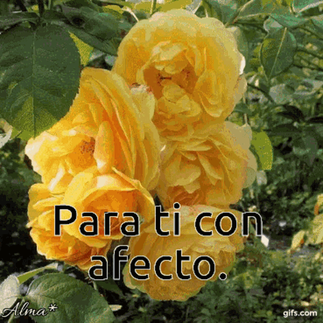 Rosas Amarillas Para Ti GIF - Rosas Amarillas Para Ti Con Afecto - Discover  & Share GIFs