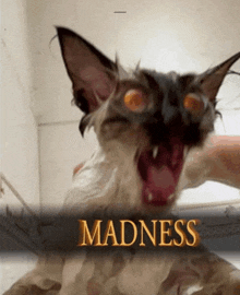 a picture of a cat with the word madness written on it