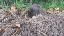 a gif from gifrun.com shows a rabbit digging in the ground