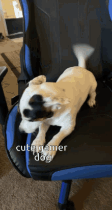Cute Dog Paeyeneers Dog GIF - Cute Dog Paeyeneers Dog Adorable GIFs