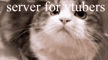 server for vtubers vtubers cat server