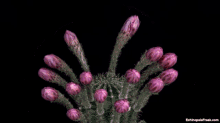 Blooming Cactus GIF - Blooming Cactus Flowers GIFs
