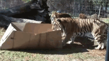Why Can'T Tigers Play With Cardboard, Too? GIF