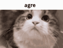 Agre Cat GIF - Agre Cat Nod GIFs