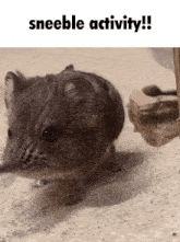 a picture of a mouse with the words sneeble activity written above it