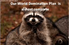 World Domination Raccoon GIF