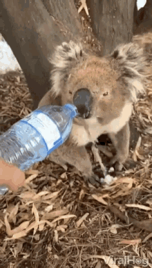 Thirsty Drinking GIF - Thirsty Drinking Koala GIFs