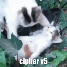 a cat is laying in the leaves with a caption that says cipher v5