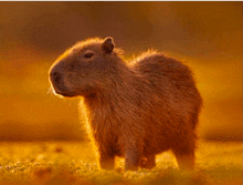 a capybara standing in a field with the sun behind it