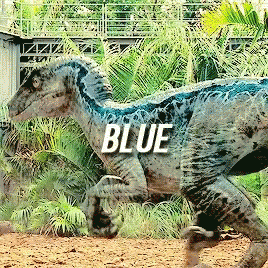 velociraptor blue charlie echo delta