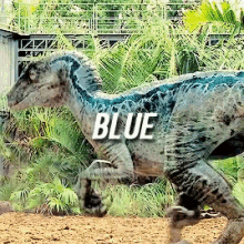 Blue Velociraptor GIF - Blue Velociraptor Jurassic Park GIFs