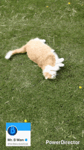 a cat is laying on its back in the grass with a power director icon next to it
