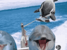 funny animals dolphins sea jetski funny