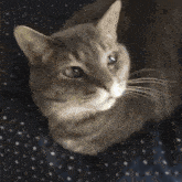 Butter Cat Cat With The Butter On Him GIF - Butter Cat Cat With The Butter On Him Butter Loaf Cat GIFs