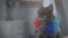 Cat Soap Opera Pawing GIF - Cat Soap Opera Pawing Reaching GIFs