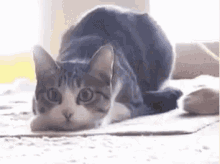 Come At Me Shimmy GIF - Come At Me Shimmy Cat GIFs
