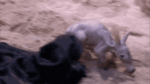 aardvark ardvark anteater