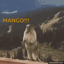 Mango Yelling GIF