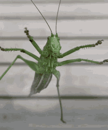 Insect Close Up GIF - Insect Close Up Tettigoniidae GIFs