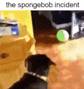 a dog is looking at a green ball in a room with the caption the spongebob incident