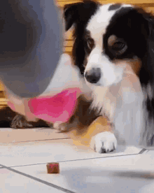 dog tricked food game wise dog