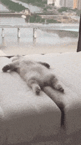 a cat is laying on its back on a bed with a view of a bridge in the background