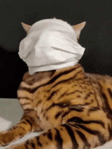 untitled.gif