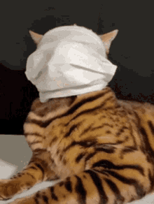 Cat Facemask GIF - Cat Facemask GIFs