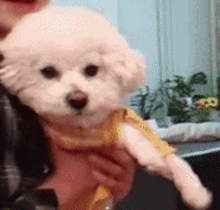 a person is holding a small white poodle in their arms