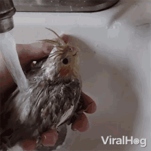 Taking A Bath Viralhog GIF - Taking A Bath Viralhog Pet Bird GIFs