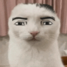a white cat with a man 's head and eyebrows on it .
