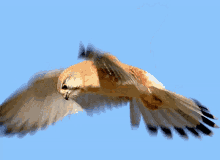 Bird Owl GIF - Bird Owl Flying GIFs