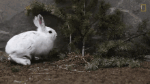 Running National Geographic GIF - Running National Geographic Artic Fox GIFs