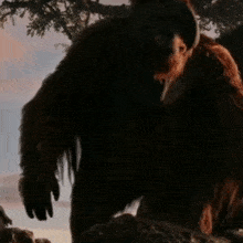 Planet Of The Apes Maurice GIF - Planet Of The Apes Maurice Sit GIFs